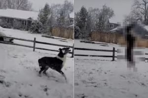 雪が大好きな犬。なんとか雪を捕まえようとジャンプ！ジャンプ！！雪をゲットするためなら何度だってスゴい跳躍をするつもりのようです