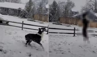 雪が大好きな犬。なんとか雪を捕まえようとジャンプ!ジャンプ!!雪をゲットするためなら何度だってスゴい跳躍をするつもりのようです