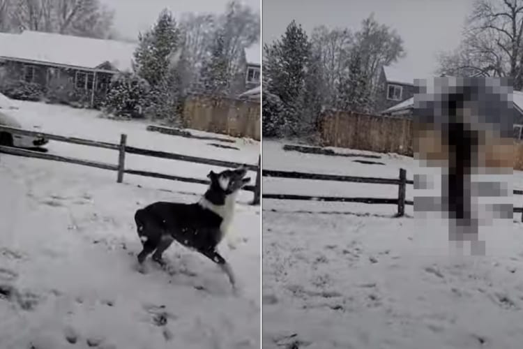 雪が大好きな犬。なんとか雪を捕まえようとジャンプ！ジャンプ！！雪をゲットするためなら何度だってスゴい跳躍をするつもりのようです