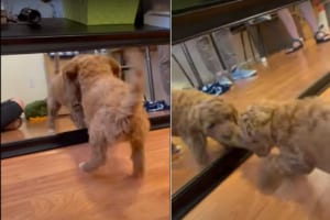 鏡に写る自分と遊びたいトイプードル。鏡の向こうにお友達がいると思っているようで、なんとか交流をはかろうと奮闘します！！