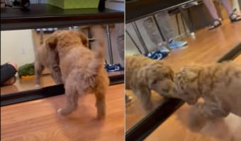 鏡に写る自分と遊びたいトイプードル。鏡の向こうにお友達がいると思っているようで、なんとか交流をはかろうと奮闘します!!