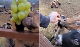 ヤギだってブドウが大好き!?一房のブドウにみんなで群がってムシャムシャ・・・。最後には茎までキレイに完食しました!!