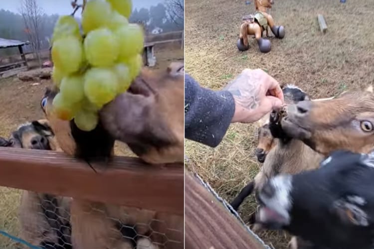 ヤギだってブドウが大好き！？一房のブドウにみんなで群がってムシャムシャ・・・。最後には茎までキレイに完食しました！！