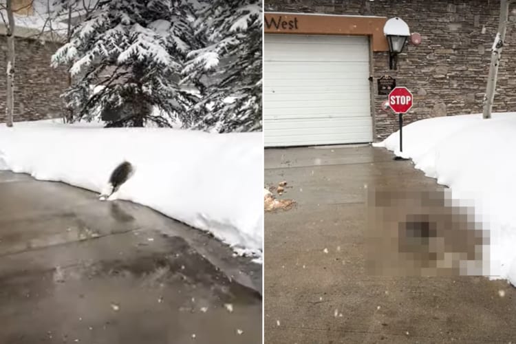 歩いていたら雪の斜面を登ろうとする『もふもふ』の姿が！一体なんだろうと思って近寄ってみると・・・、その正体は意外な動物でした！！