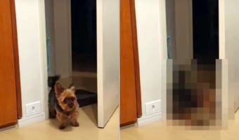 「僕は怒ってるんだよ!」構ってもらえなくてプンプンなヨークシャテリアは、ドアをペチっと一叩き!けど、その怒り方もかわいすぎる