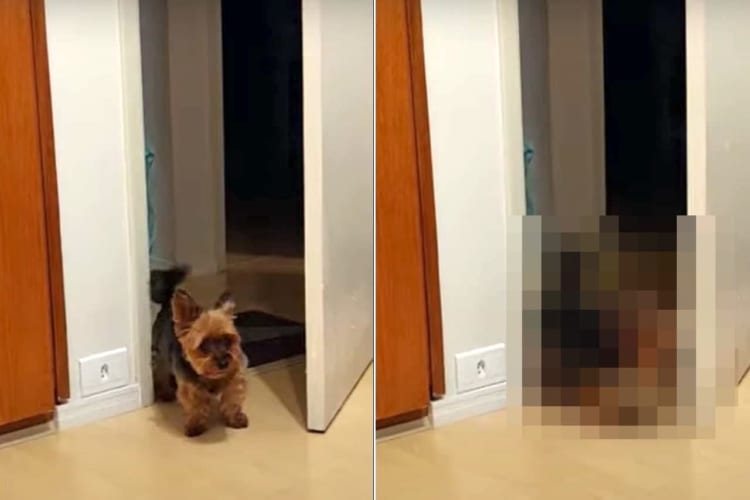 「僕は怒ってるんだよ！」構ってもらえなくてプンプンなヨークシャテリアは、ドアをペチっと一叩き！けど、その怒り方もかわいすぎる