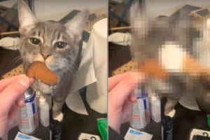 「君だけズルいにゃ！」飼い主さんからおやつを貰おうとしていた猫。ところが、口にする直前に他にもいたおやつが欲しい子に邪魔されてしまいました！