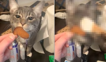 「君だけズルいにゃ!」飼い主さんからおやつを貰おうとしていた猫。ところが、口にする直前に他にもいたおやつが欲しい子に邪魔されてしまいました!