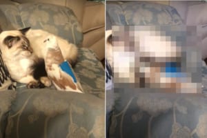 「こんにちは」と挨拶してる？紳士のように猫にペコリペコリと何度もお辞儀をするハト