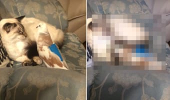 「こんにちは」と挨拶してる?紳士のように猫にペコリペコリと何度もお辞儀をするハト