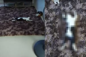 「野生・・・そんなの知らニャいよ？」リビングの真ん中を陣取る子猫は、大の字になりとてもリラックスした様子で過ごしていました