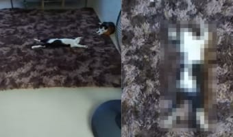 「野生・・・そんなの知らニャいよ？」リビングの真ん中を陣取る子猫は、大の字になりとてもリラックスした様子で過ごしていました