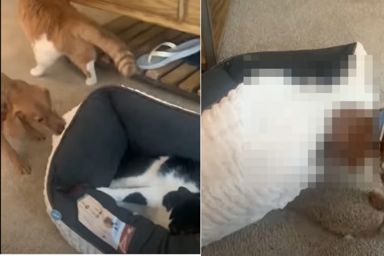 「ねえ！それ僕のベッド！どいて！！」自分の新しいベッドを猫に取られて憤慨している子犬。どうにか取り返そうとベッドを動かし回りますが・・・効果はあまりないようです　