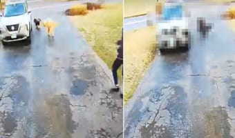 ちょっとお買い物に行こうとしたら・・・。愛犬たちを車に乗せていざ出発！飼い主さんも車に乗り込もうとしたところに、まさかのハプニングが！！