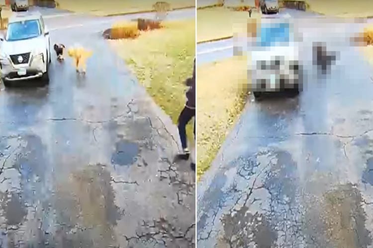 ちょっとお買い物に行こうとしたら・・・。愛犬たちを車に乗せていざ出発！飼い主さんも車に乗り込もうとしたところに、まさかのハプニングが！！