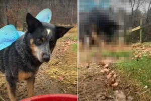 水遊びが大好きなオーストラリアン・キャトル・ドッグ。器用に地面を掘って、水路を順調に開拓していきました