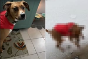 こんな寒いし冷たいとは思っていなかった？生まれて初めての雪にはしゃぐかと思われた保護犬が見せた反応は・・・