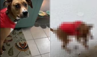 こんな寒いし冷たいとは思っていなかった？生まれて初めての雪にはしゃぐかと思われた保護犬が見せた反応は・・・