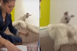 「ねえ！かまって！！」自分のことを気にかけてほしい犬。飼い主さんから渡されるオモチャを何度も床にポイっ！！