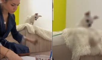 「ねえ!かまって!!」自分のことを気にかけてほしい犬。飼い主さんから渡されるオモチャを何度も床にポイっ!!