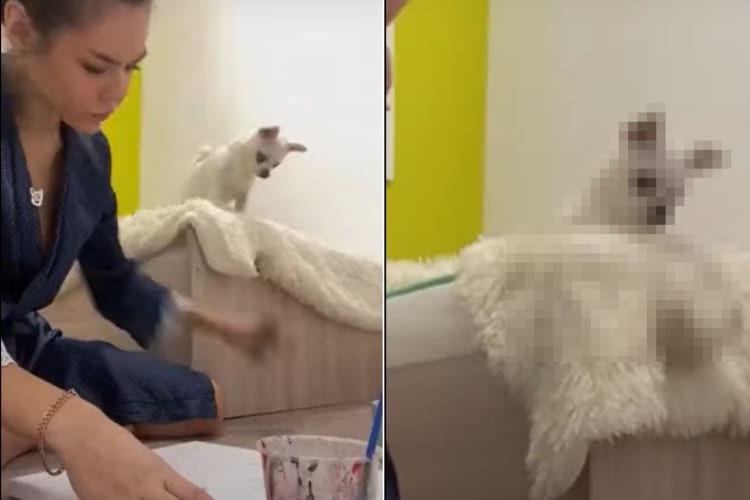 「ねえ！かまって！！」自分のことを気にかけてほしい犬。飼い主さんから渡されるオモチャを何度も床にポイっ！！