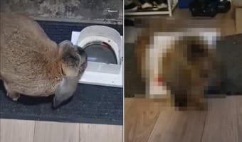 ちょっと体が大きくなりすぎたウサギ。ペット用ドアを通り抜けようとするも・・・、サイズがこの子にはちょっと小さかったようで大変な事態に!!