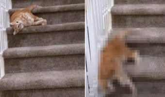 寝転んだまま移動するのが特技の猫。滑らかな動きでするする階段を降りていくその姿は、まさに液体!!