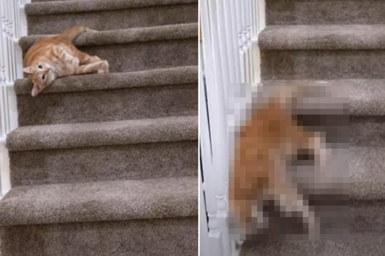 寝転んだまま移動するのが特技の猫。滑らかな動きでするする階段を降りていくその姿は、まさに液体！！