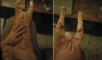 「あ〜、これ最高」飼い主さんにお腹を撫でるようにマッサージをしてもらう猫。気持ち良すぎてすっかり体が伸びきっているのでした