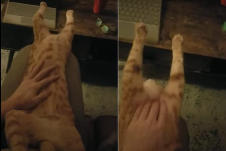 「あ〜、これ最高」飼い主さんにお腹を撫でるようにマッサージをしてもらう猫。気持ち良すぎてすっかり体が伸びきっているのでした