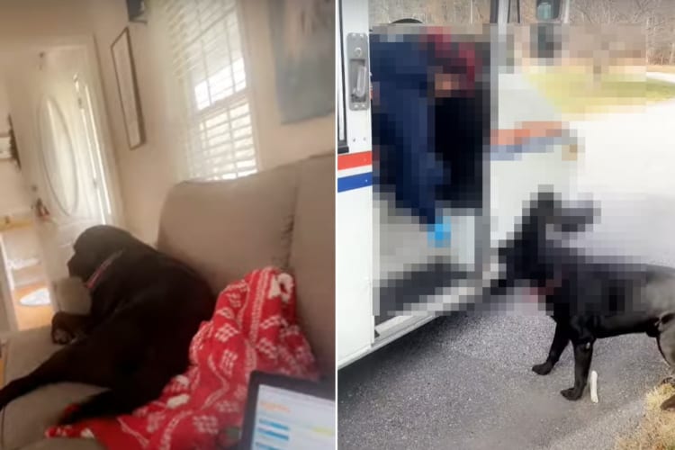 「早くお出迎えに行かなきゃ！」ソファでくつろいでいた犬が突然イソイソ。大歓迎の様子で向かった玄関にいたそのお客さんとは！！