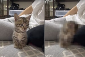 たくさん遊んだのか、すっかりお疲れの様子の子猫は、飼い主さんのそばでウトウト。船を漕ぐ様子がとてもかわいい！！