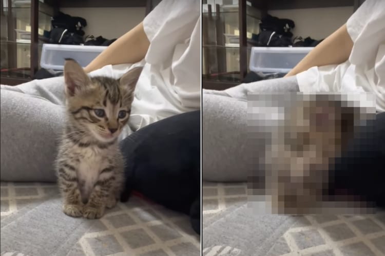 たくさん遊んだのか、すっかりお疲れの様子の子猫は、飼い主さんのそばでウトウト。船を漕ぐ様子がとてもかわいい！！