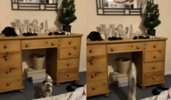 「この上まで行きたいな・・・」ドレッシングテーブルを見上げるウサギ。この後、驚異のジャンプ力を披露しました！