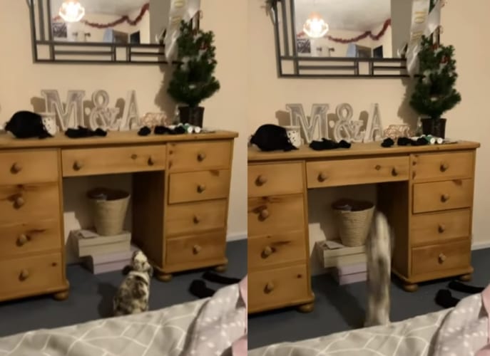 「この上まで行きたいな・・・」ドレッシングテーブルを見上げるウサギ。この後、驚異のジャンプ力を披露しました！