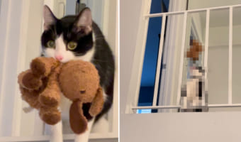 猫だって飼い主さんとキャッチボールがしたい！！お気に入りのぬいぐるみで下の階にいる飼い主さんと楽しそうに猫がキャッチボールしていました