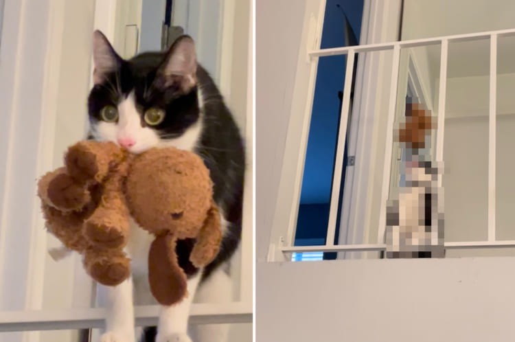 猫だって飼い主さんとキャッチボールがしたい！！お気に入りのぬいぐるみで下の階にいる飼い主さんと楽しそうに猫がキャッチボールしていました