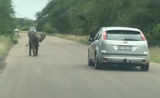 かわいいけど実は危険な状況かも？ゾウの群れの間を通り抜けようとしたら・・・、なんとゾウの赤ちゃんが車に近寄ってきてしまいドライバーはタジタジ！！