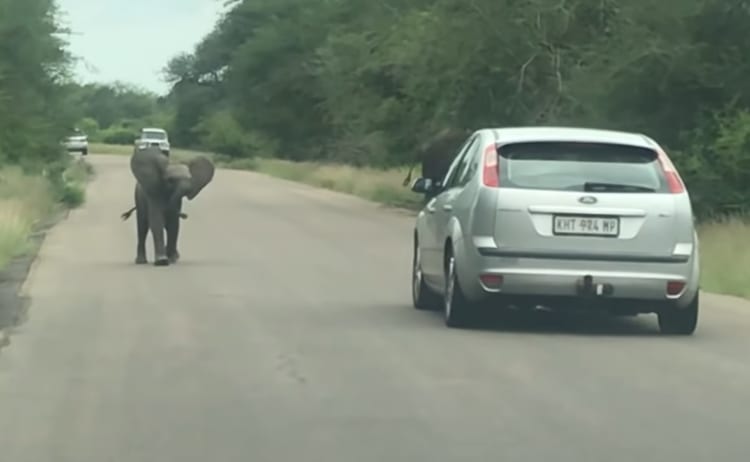 かわいいけど実は危険な状況かも？ゾウの群れの間を通り抜けようとしたら・・・、なんとゾウの赤ちゃんが車に近寄ってきてしまいドライバーはタジタジ！！