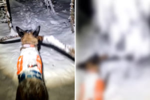 森でいい感じの木の枝を見つけたマリノア。口にくわえて持ち帰ろうとするのに夢中で、目の前に雪の積もった木がある事に気付いていなかったのです！！