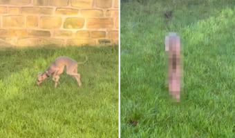 体が濡れるのが嫌いなイタリアン・グレーハウンド。湿った芝生の上で足を濡らさないためにとった行動がまさかすぎる!!