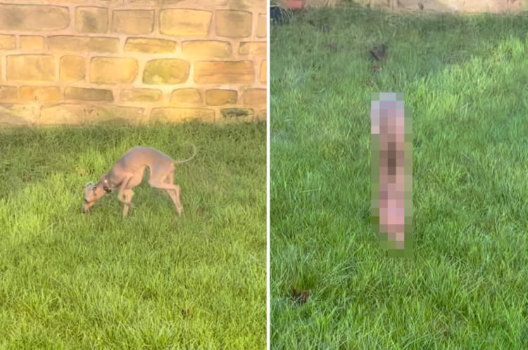 体が濡れるのが嫌いなイタリアン・グレーハウンド。湿った芝生の上で足を濡らさないためにとった行動がまさかすぎる！！