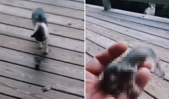 「この子たちを助けてあげて・・・」飼い主さんを呼ぶ愛猫。なんと木から落ちてしまった『ある動物の赤ちゃん』を助けてもらおうとしていたのです