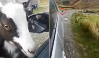 自分はドライブに連れて行ってもらえないと察したヤギ。ボンネットに乗ったり、出発させないようにまとわりついたりと、あの手この手で必死にアピール!