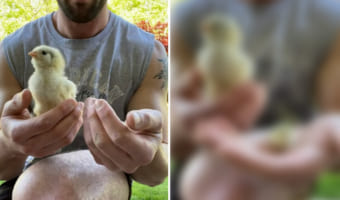 小さなヒヨコも巨大に見える？！ヒヨコとボタンウズラのヒナの大きさを比較したら・・・衝撃的だった！