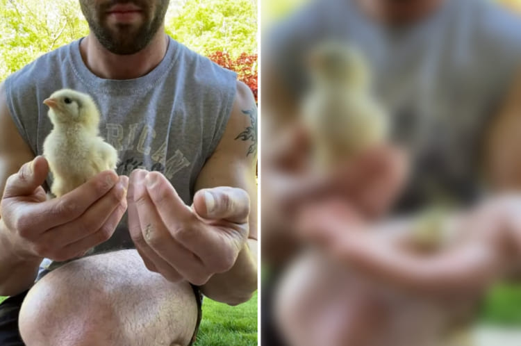 小さなヒヨコも巨大に見える？！ヒヨコとボタンウズラのヒナの大きさを比較したら・・・衝撃的だった！