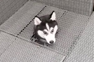 そんなバカなっ？！？！ハスキーの子犬がひょっこり顔を出してきた場所がおかしい