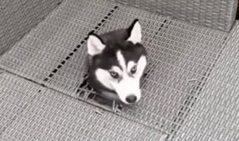 そんなバカなっ?!?!ハスキーの子犬がひょっこり顔を出してきた場所がおかしい