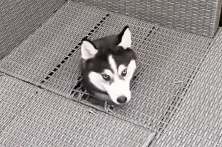 そんなバカなっ？！？！ハスキーの子犬がひょっこり顔を出してきた場所がおかしい