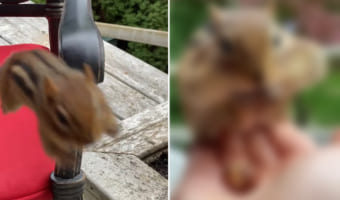 女性にすっかり懐いた野生のシマリス。女性の手に飛び乗ると、嬉しそうにナッツを頬に詰め込んで・・・帰っていきました!!